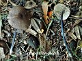Entoloma lampropus-amf760